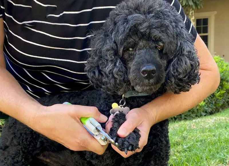 cắt móng chân cho chó poodle