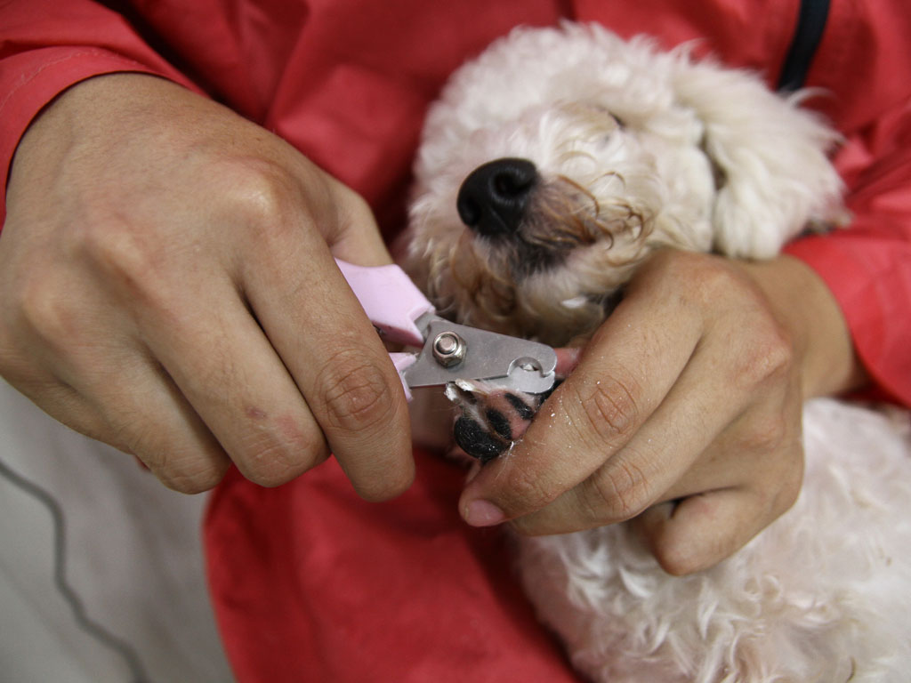 cắt móng chân cho chó poodle