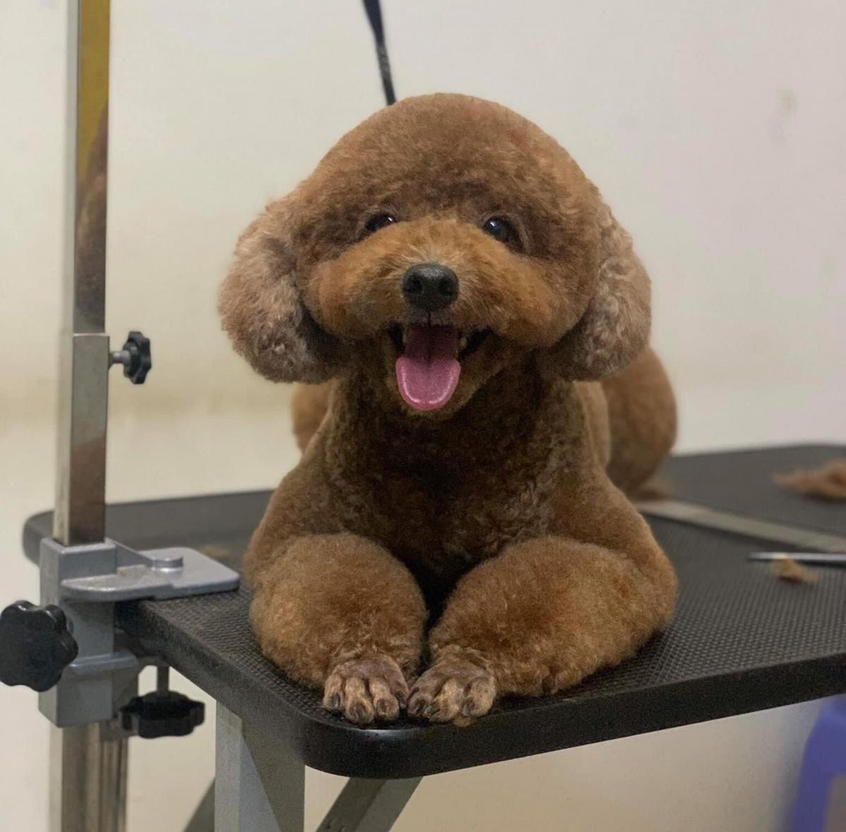 cắt móng chân cho chó poodle