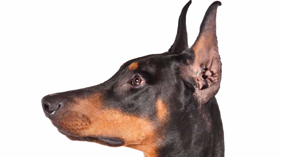Quy trình cắt tai và tạo hình tai cho chó Doberman