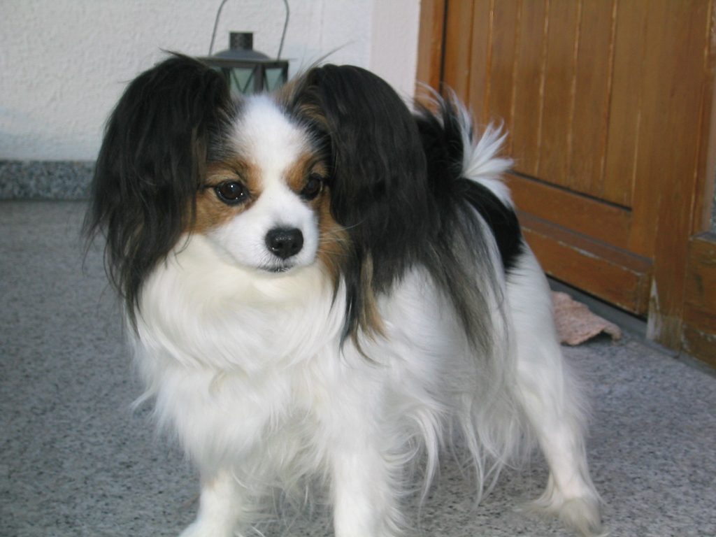 Anh em họ Papillon