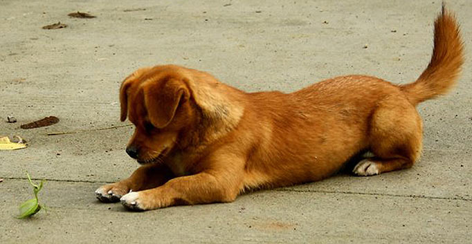 Chó ta: Ngoại hình, tính cách, cách chăm sóc và giá bán chó ta ở VN