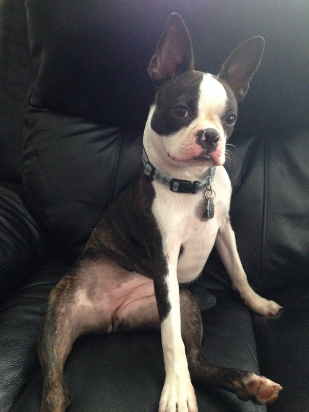 Boston Terrier - Thông Tin Về Giống Boston Terrier Thuần Chủng.