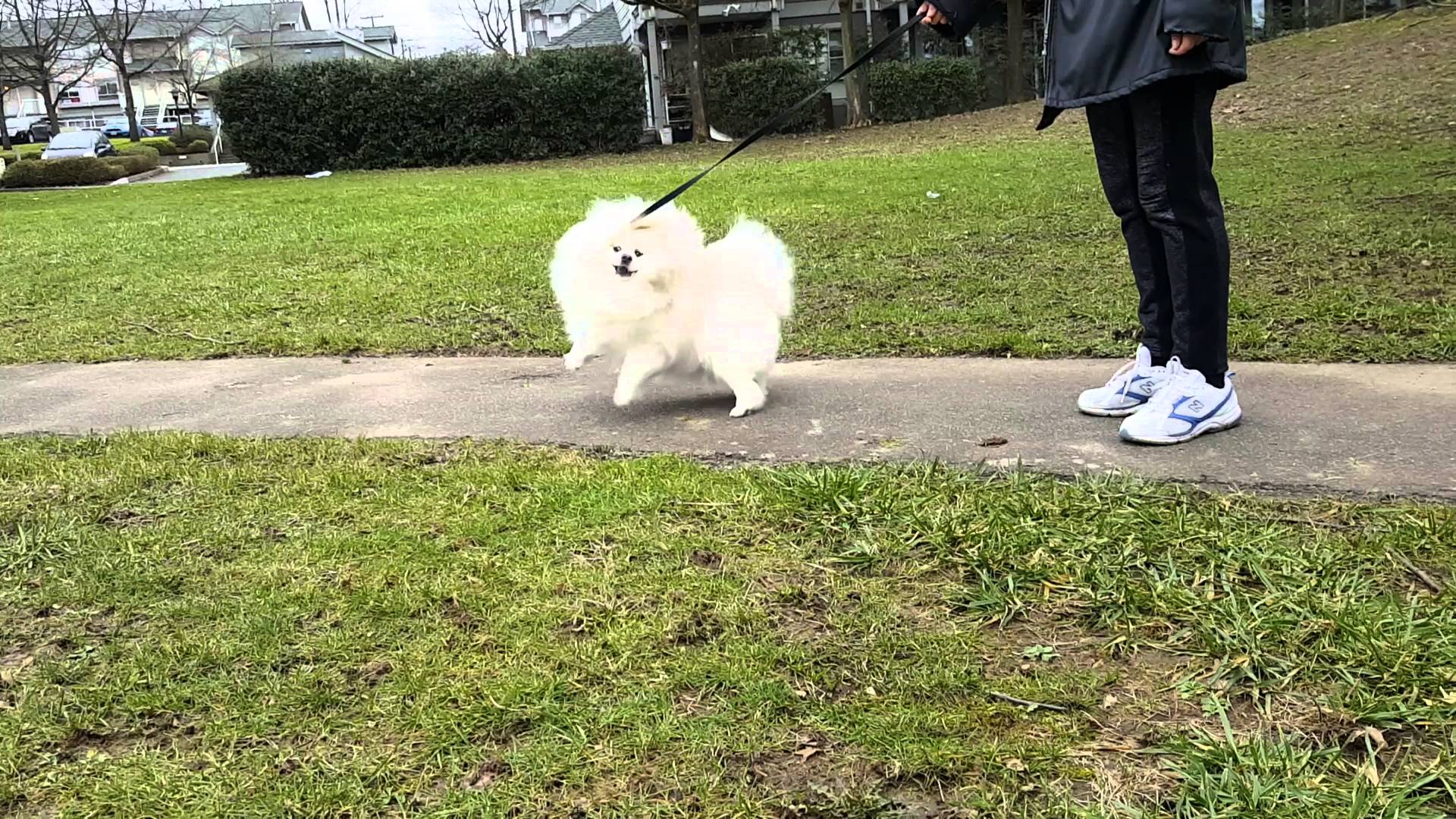 Eskimo đi dạo