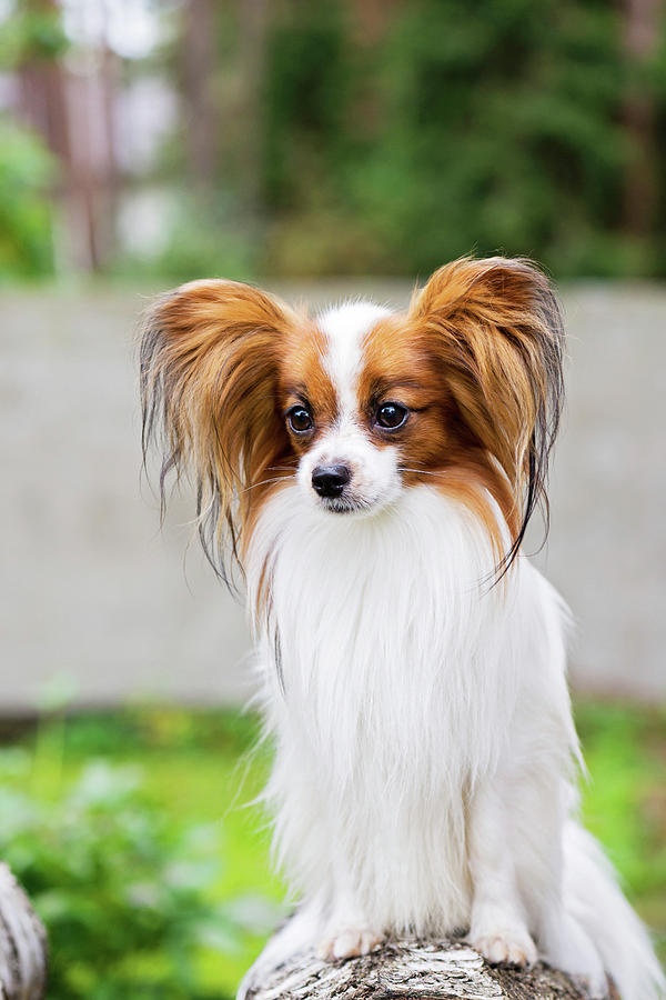 Chó Papillon từ 3 đến 6 tháng
