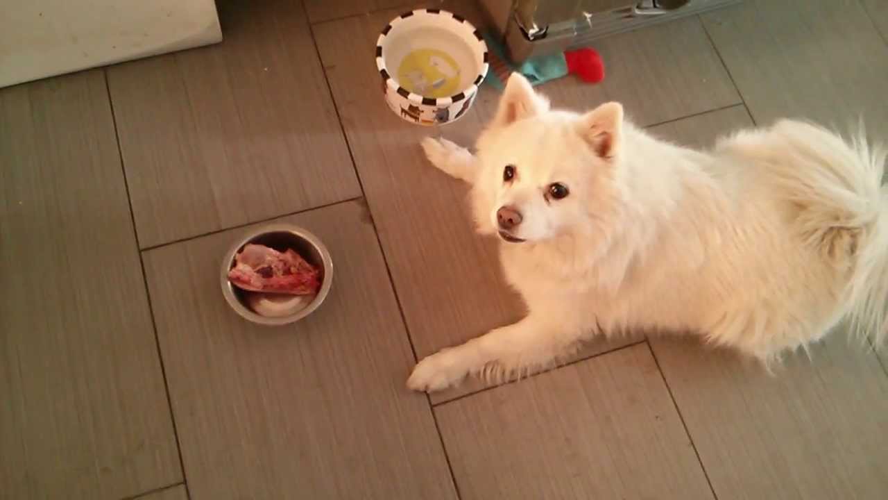 Eskimo ăn thịt bò