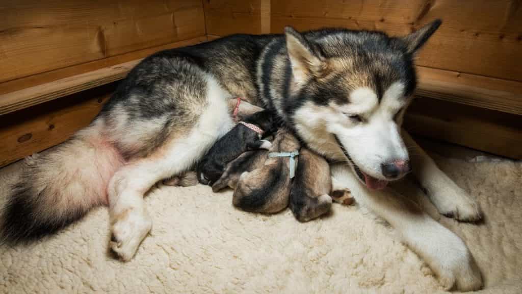 Cho chó Alaska mẹ ở nơi yên tĩnh sau sinh