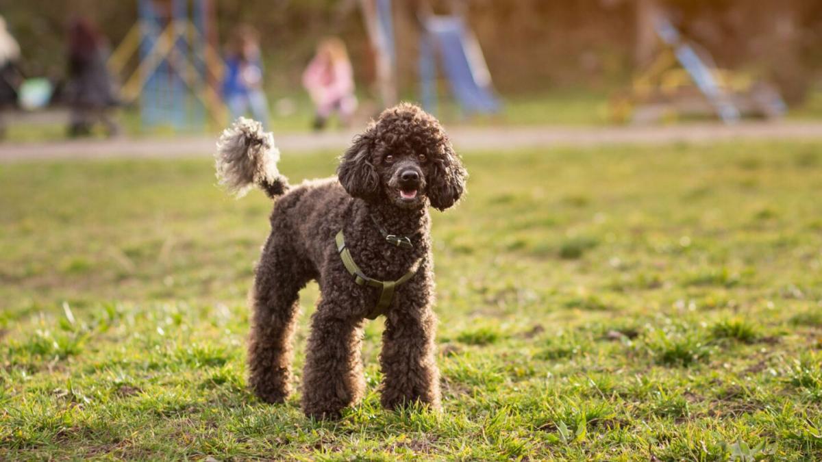 chăm sóc chó poodle