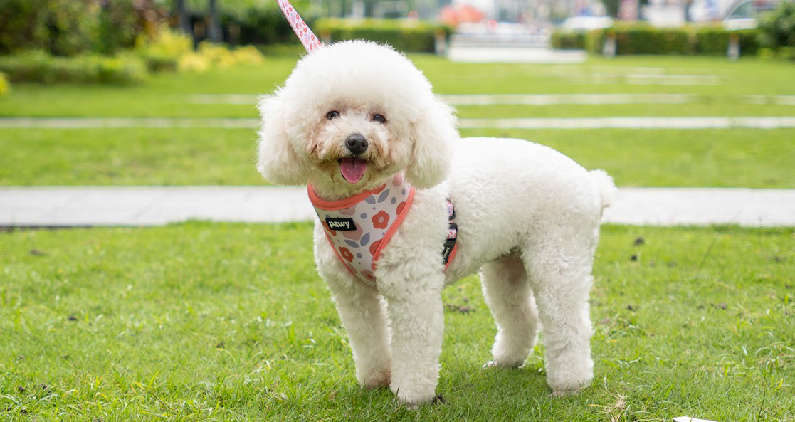 chăm sóc chó poodle