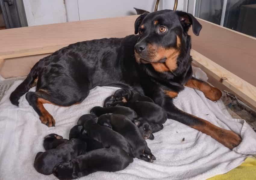 Cần tăng cường các chất dinh dưỡng khi chó Rottweiler mang thai
