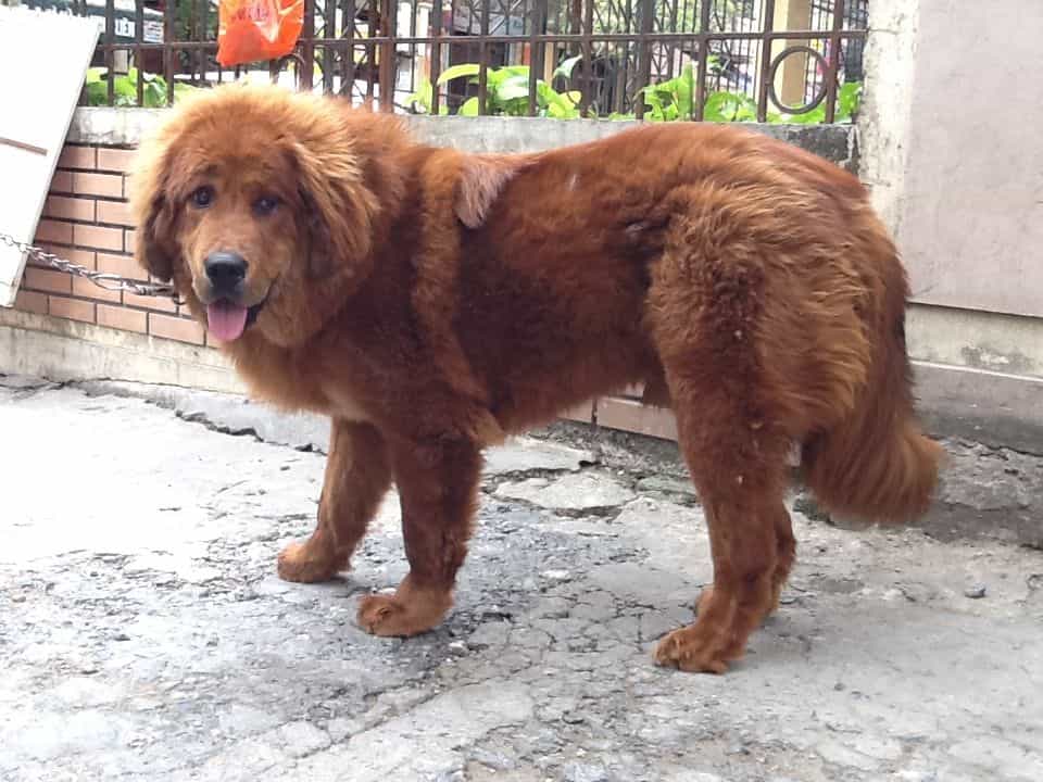 Cách chăm sóc lông cho chó Ngao Tây Tạng