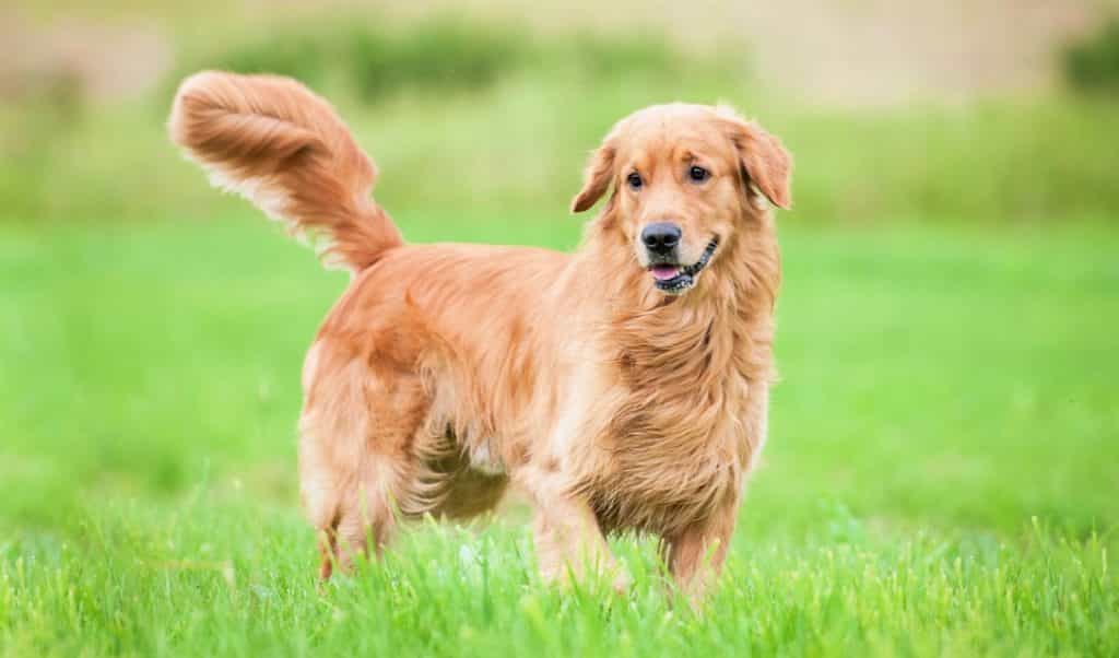 Chó Golden đứng bên bãi cỏ