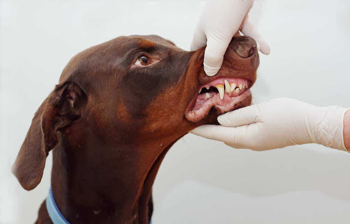 Kiểm tra răng chó
