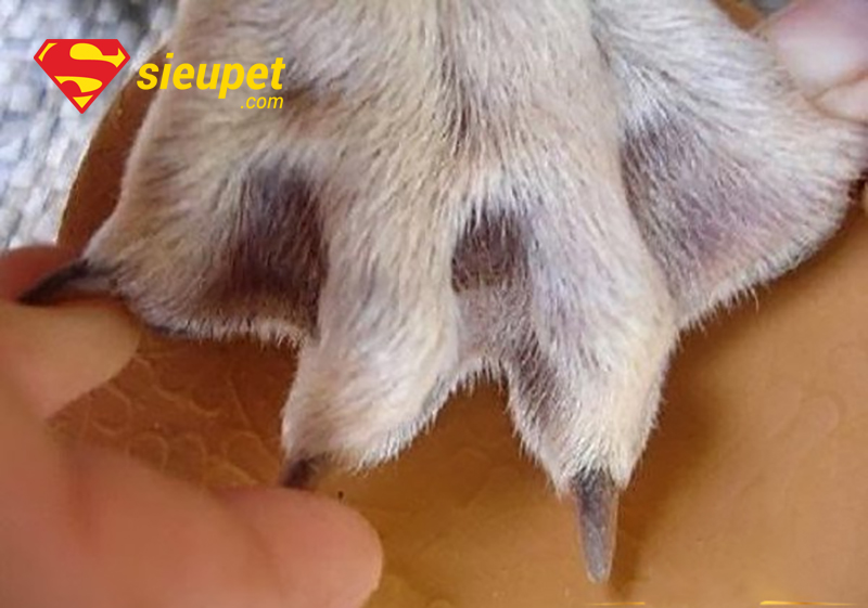 Cấu tạo bàn chân Chó Phú Quốc