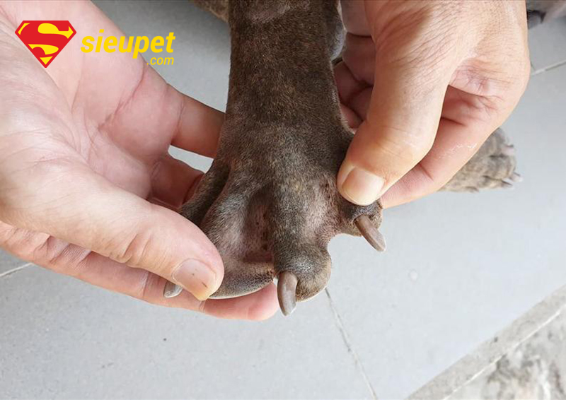 Bệnh thường gặp ở chân Chó Phú Quốc