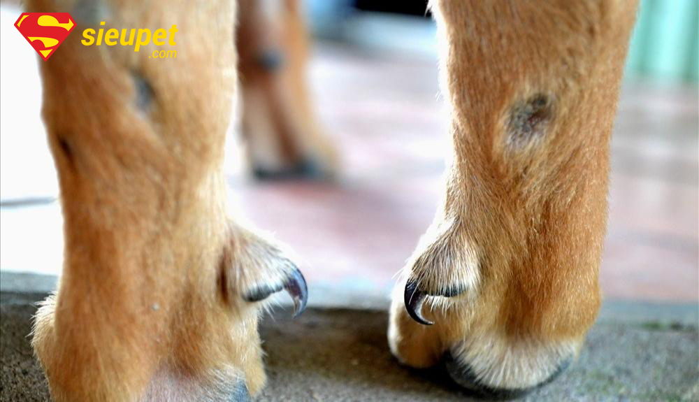 Chăm sóc chân Chó Phú Quốc đúng cách