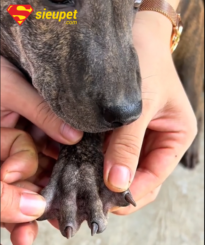 Câu hỏi thường gặp về Chó Phú Quốc