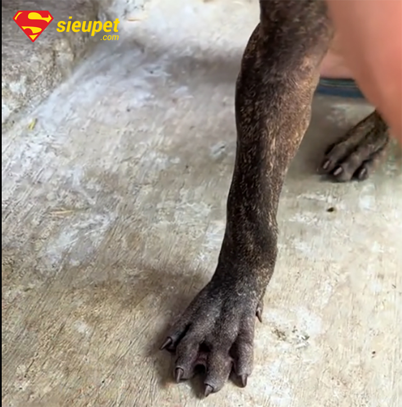 Phòng tránh tai nạn cho chân Chó Phú Quốc