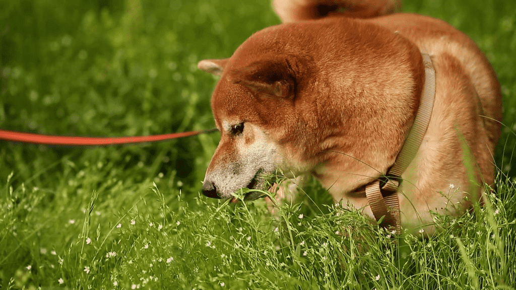 Chó Shiba đang dạo chơi trên đồng cỏ xanh ngát