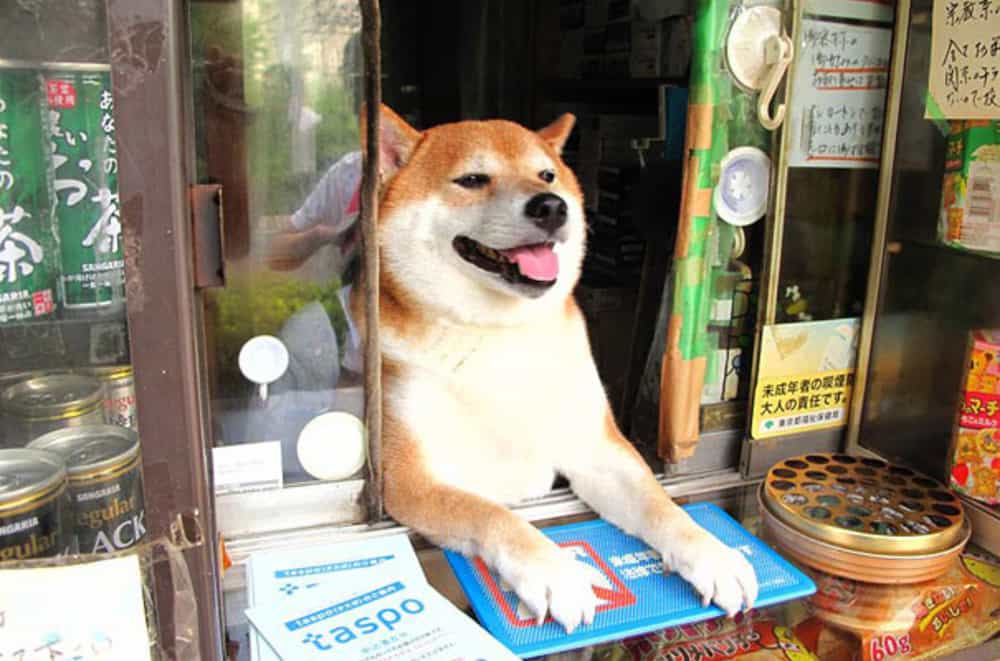Chú chó Shiba dễ thương đang bán hàng hộ chủ