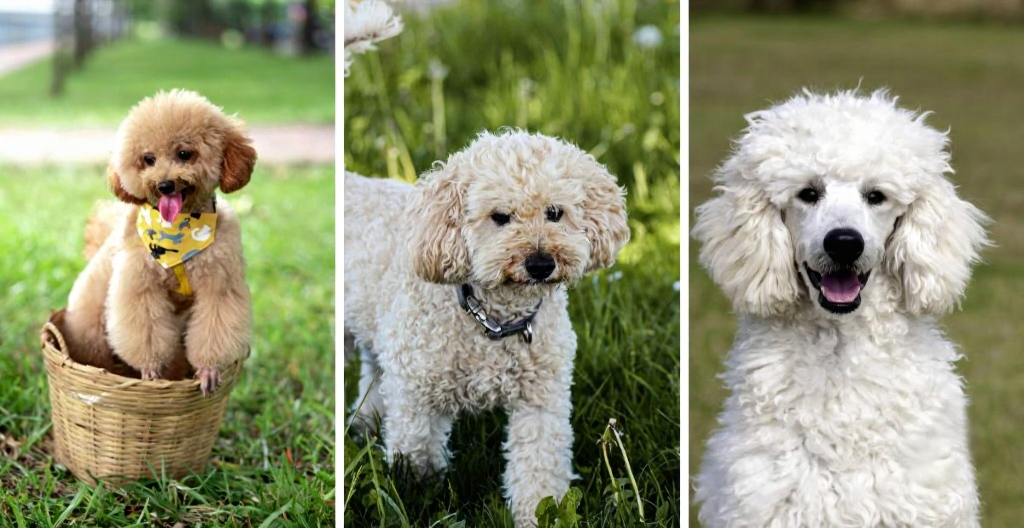 chi phí nuôi chó poodle