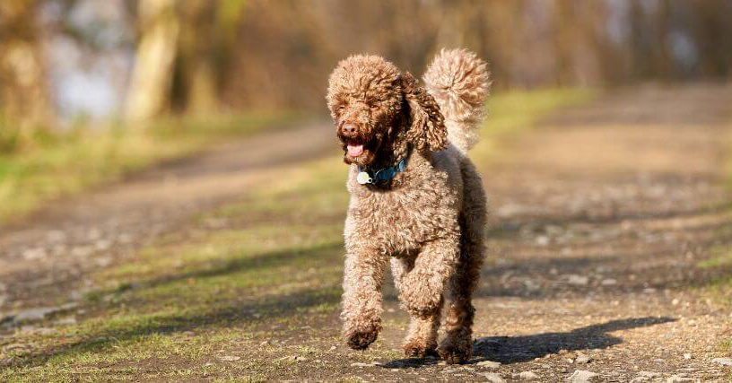 chi phí nuôi chó poodle