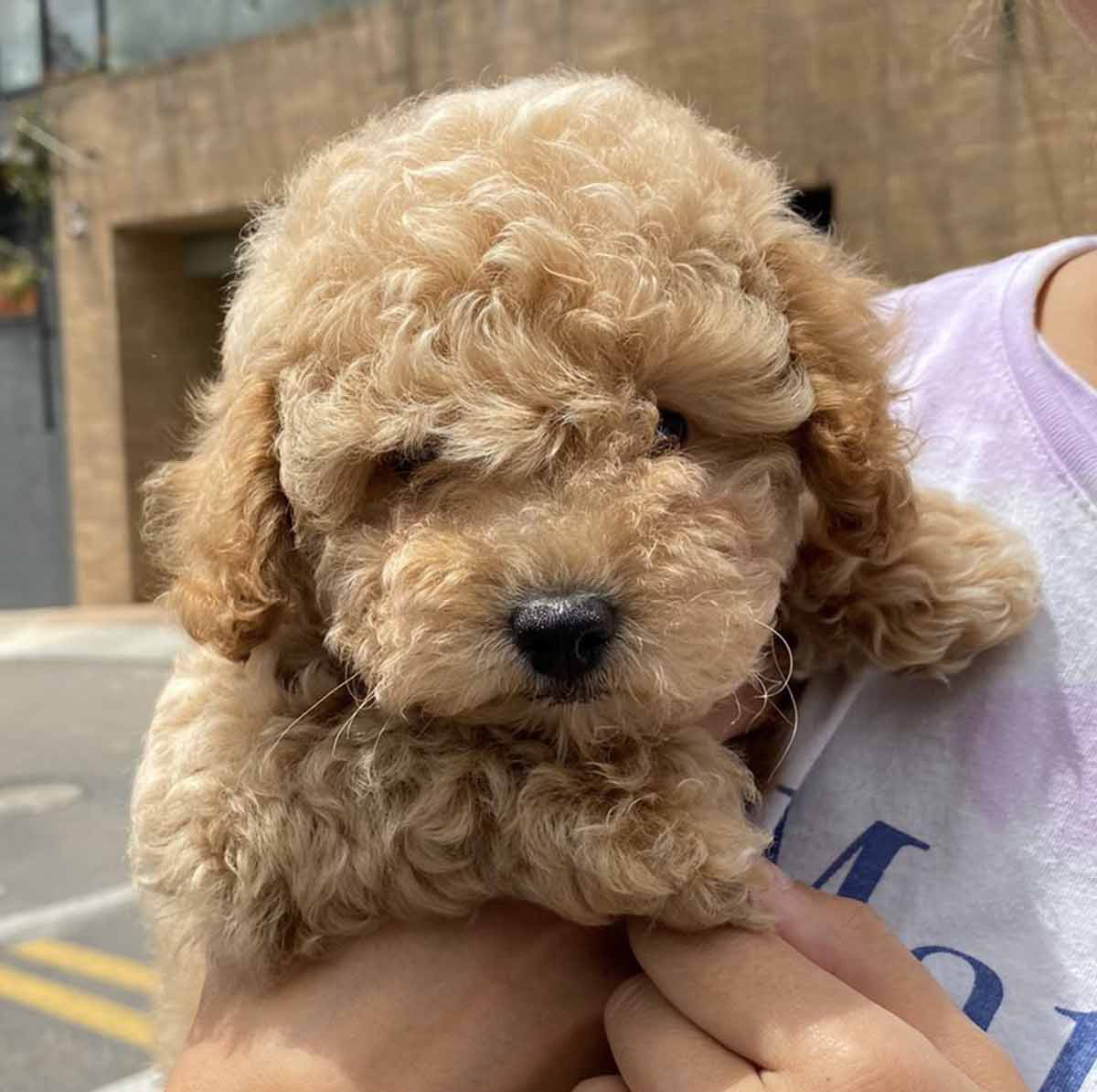 chi phí nuôi chó poodle
