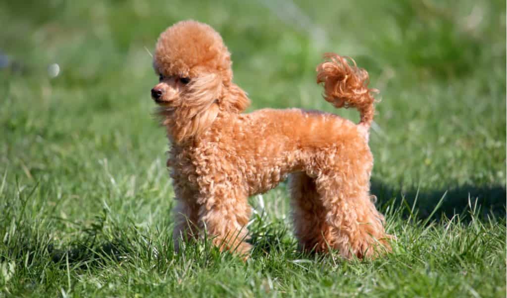 Giá chó Poodle nhập khẩu từ Mỹ , Canada, Châu Âu