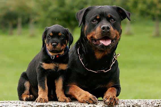 giá chó rottweiler