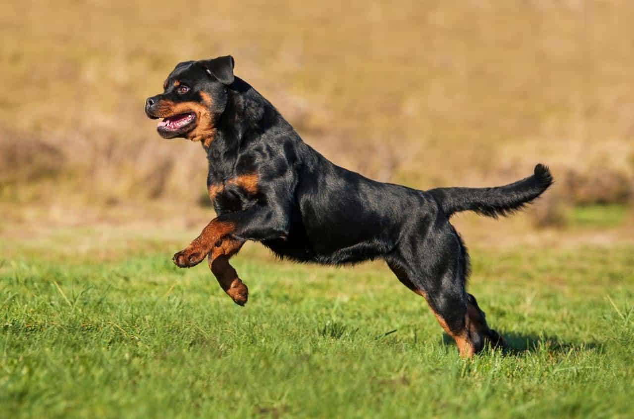 chó rottweilers