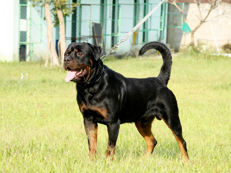 Bạn Muốn Mua Chó RottweilerThuần Chủng?