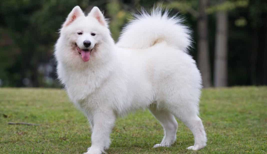 Bạn Muốn Mua Chó Samoyed Thuần Chủng - Lựa Chọn Sieupet.com