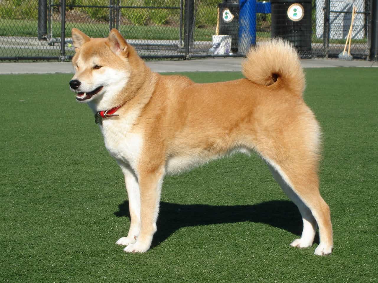 Bạn Muốn Mua Chó Shiba Inu Thuần Chủng? Hãy Liên Hệ Với Siêu Pet!