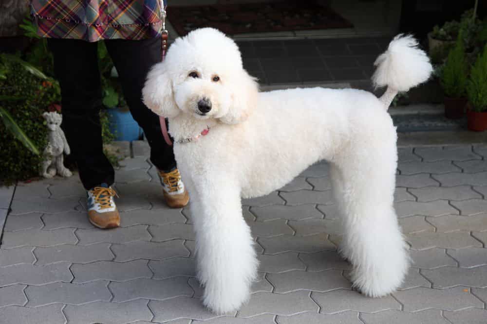 Chó Standard Poodle không được ưa chuộng mấy tại Việt Nam