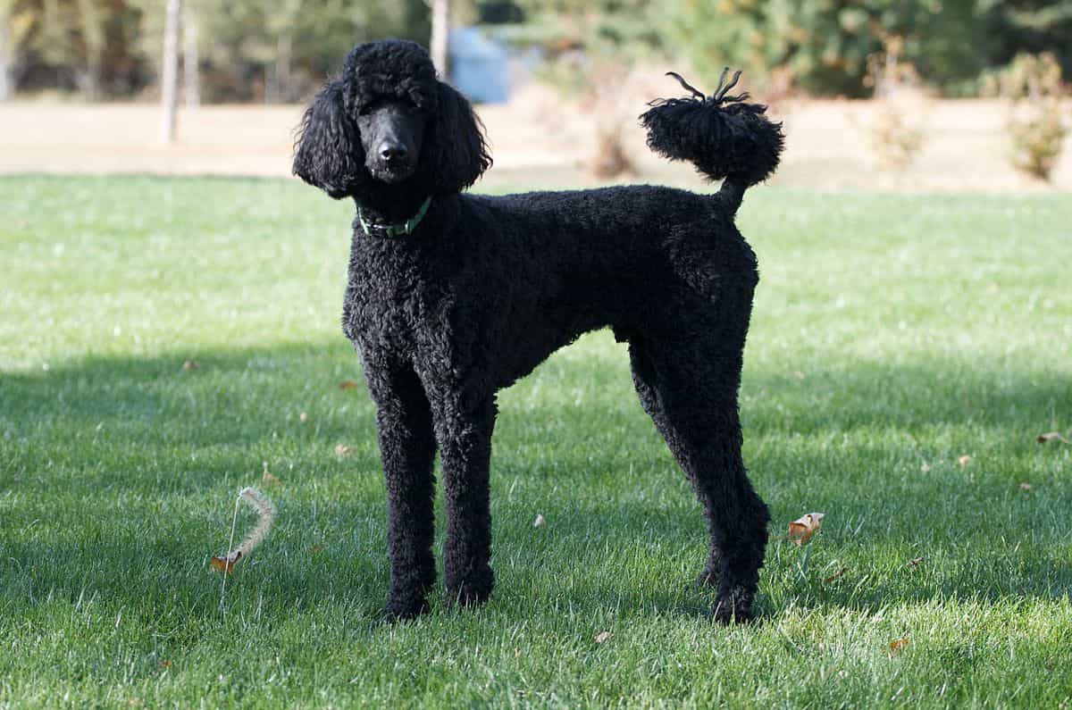 Poodle đen khá phổ biến
