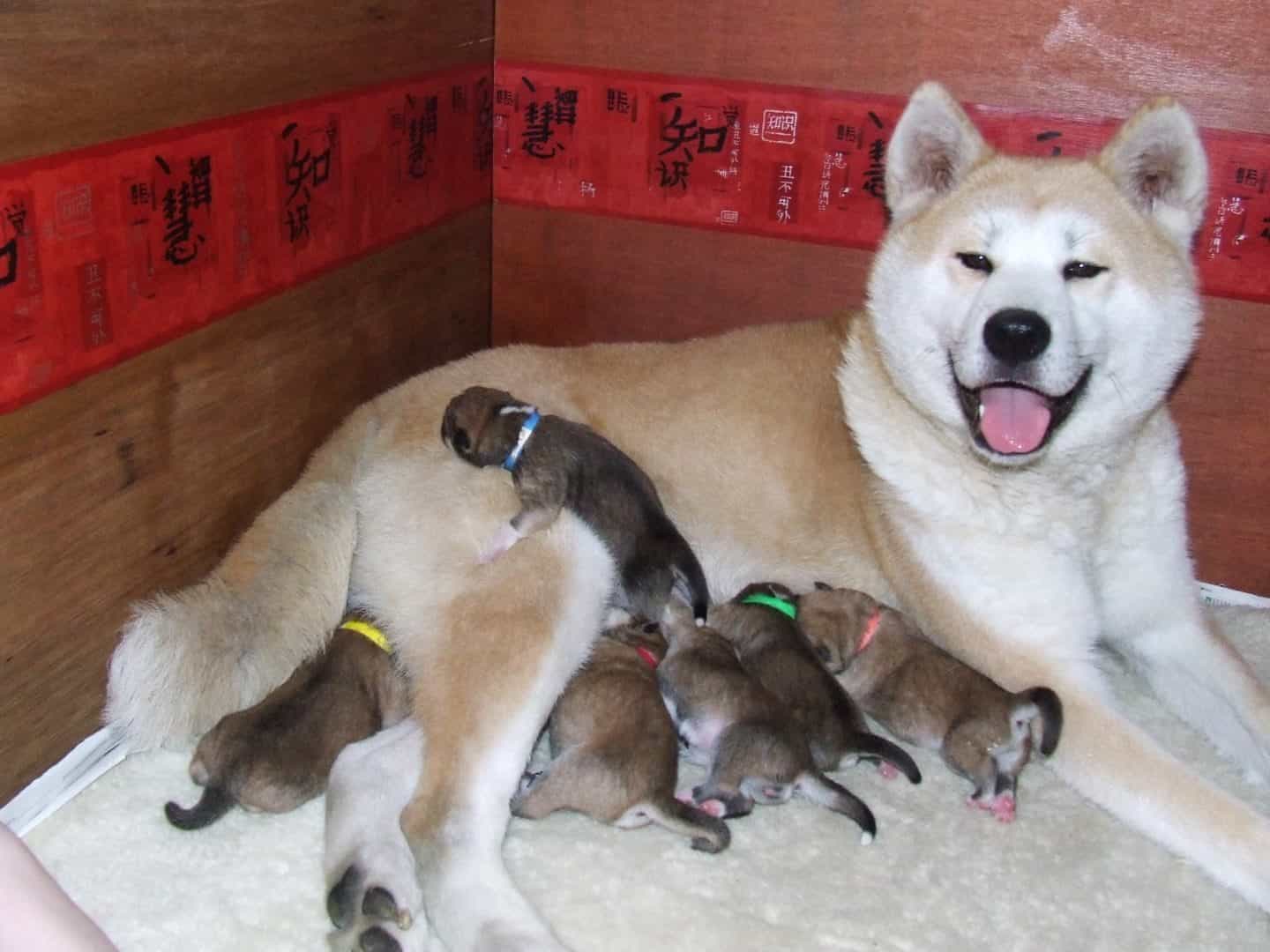 Chó mẹ Akita cho con bú
