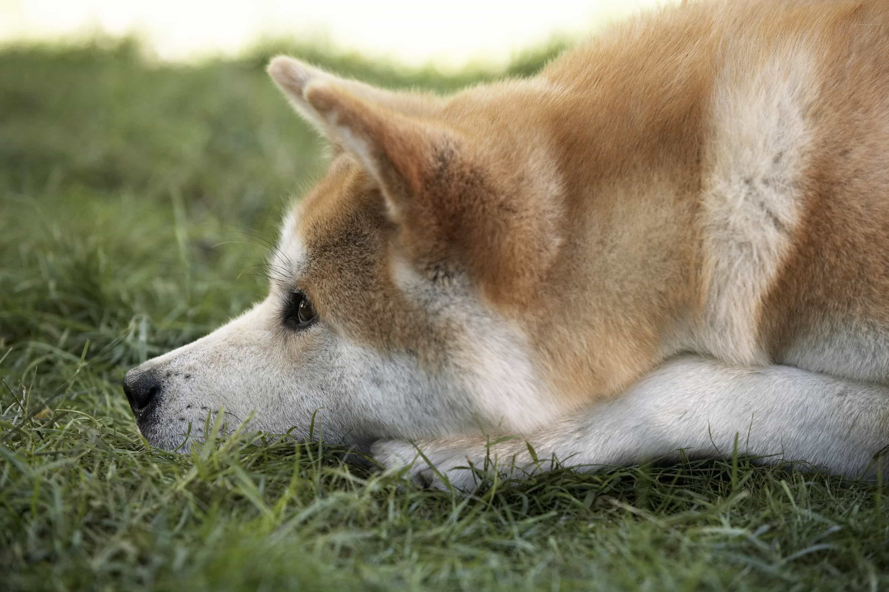 Chó Akita đang nằm