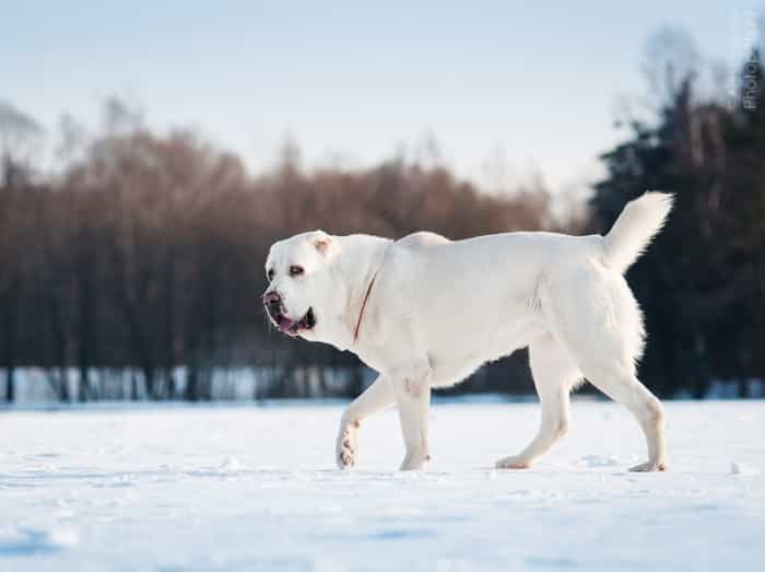 Chó Alabai trên tuyết