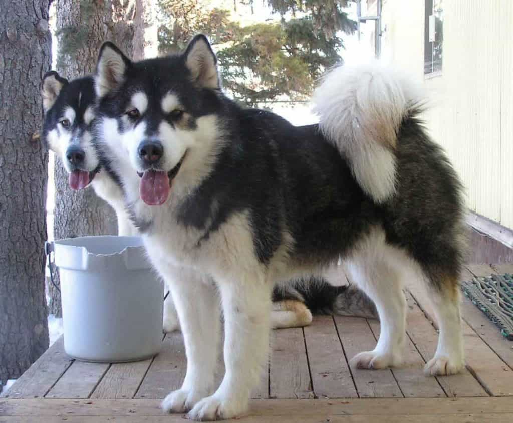 Chó Alaska màu lông đen - trắng