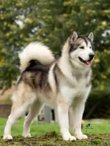 Giống chó Alaskan Malamute trên thế giới