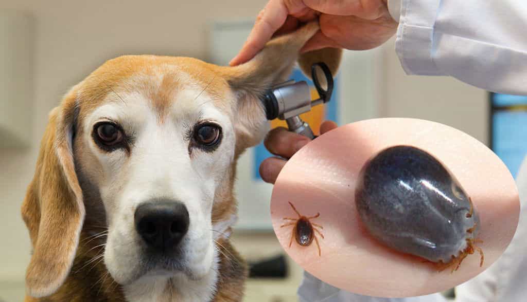 chú chó đang được bác sĩ kiểm tra ve chó