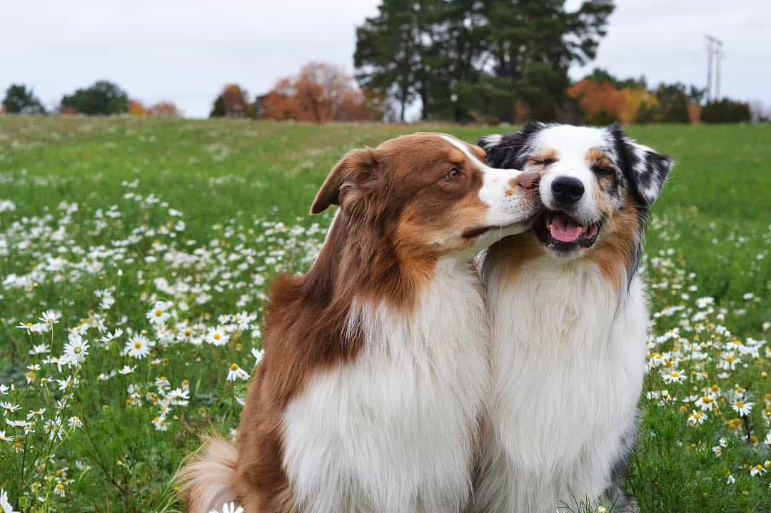 Một cặp Border Collie
