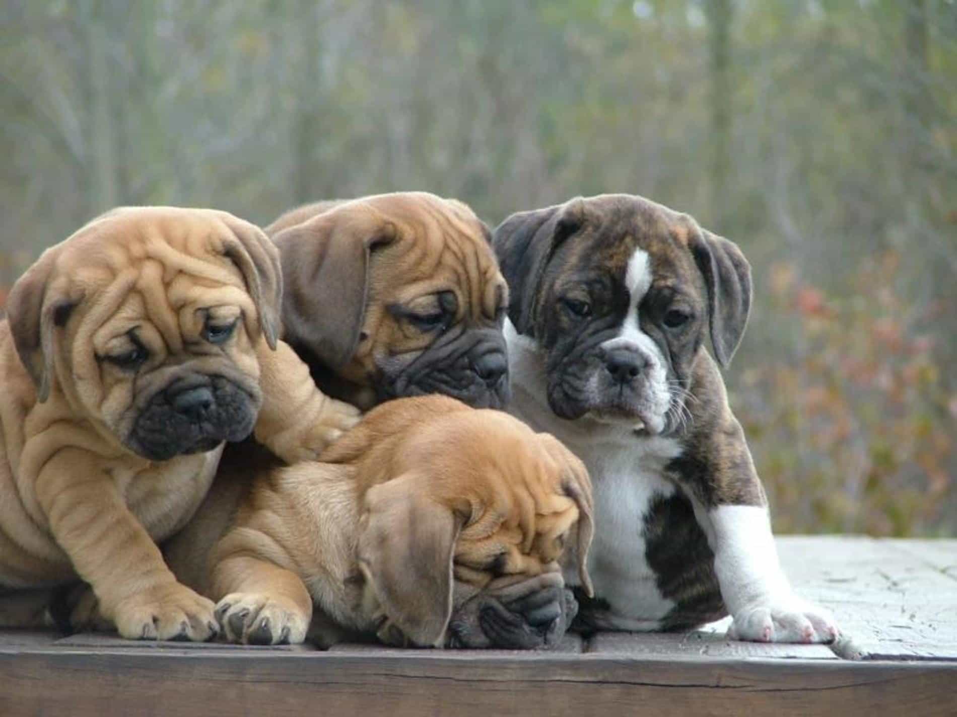 Chó bulldog