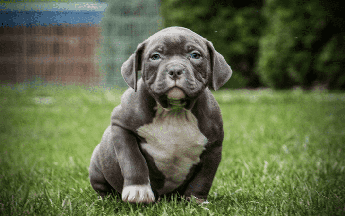 Chó Bully nhỏ
