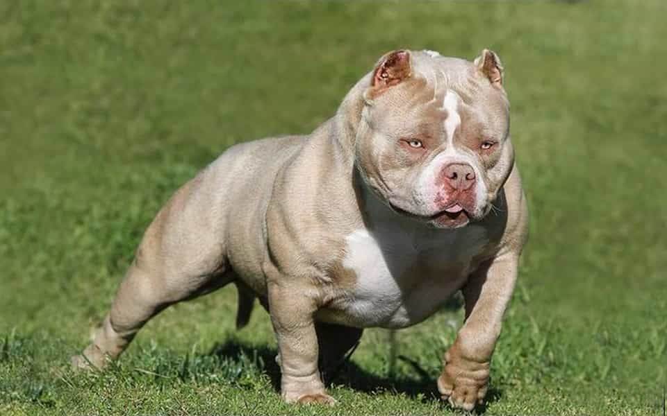 Chó Bully trưởng thành