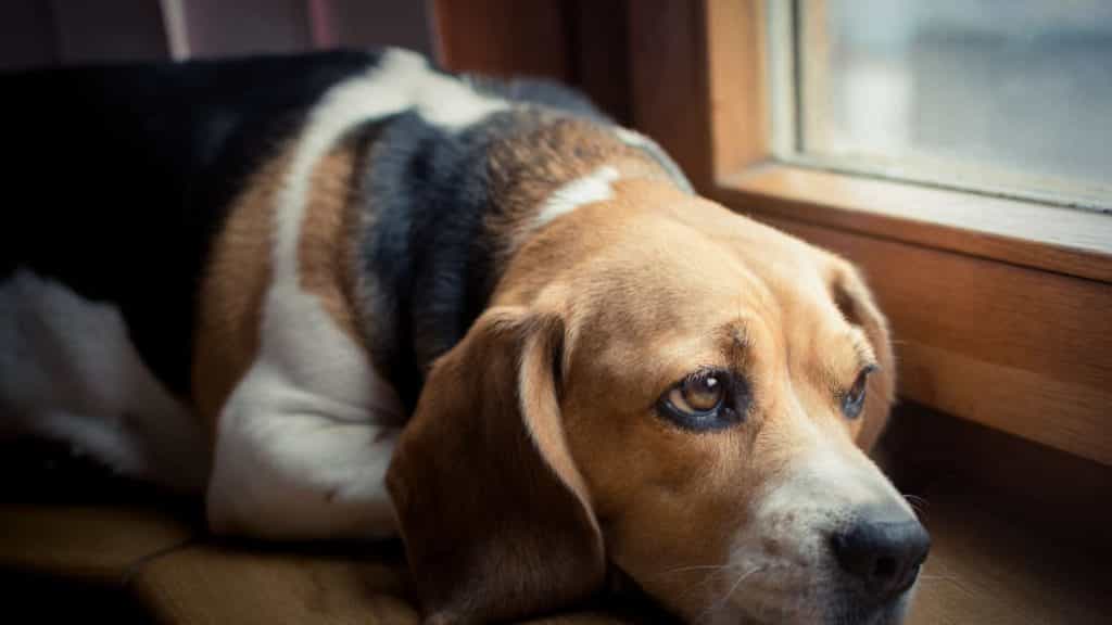 Chó Buồn Stress Phải Làm Gì? Nguyên Nhân- Cách Khắc Phục