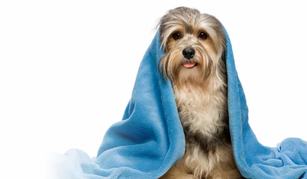 Giữ ấm cho chó khi bị cảm lạnh