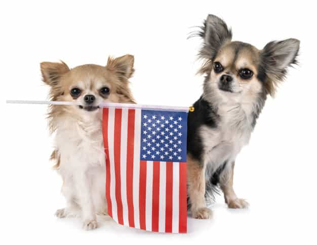 Hình ảnh chó chihuahua teacup