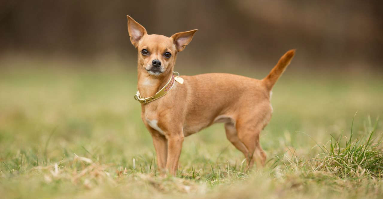 một con chó lai Chihuahua
