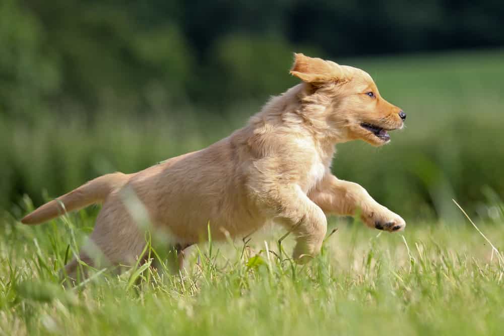 Chó Golden chạy nhảy bên bãi cỏ xanh mướt